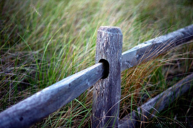 The Fence