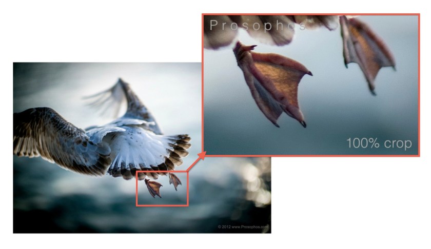 Free as a bird - Noctilux 0.95 100% Crop