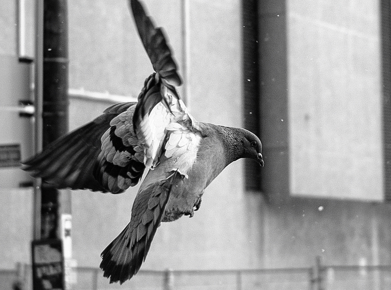 28mm Elmarit ASPH Test Shot 2 (100% crop)