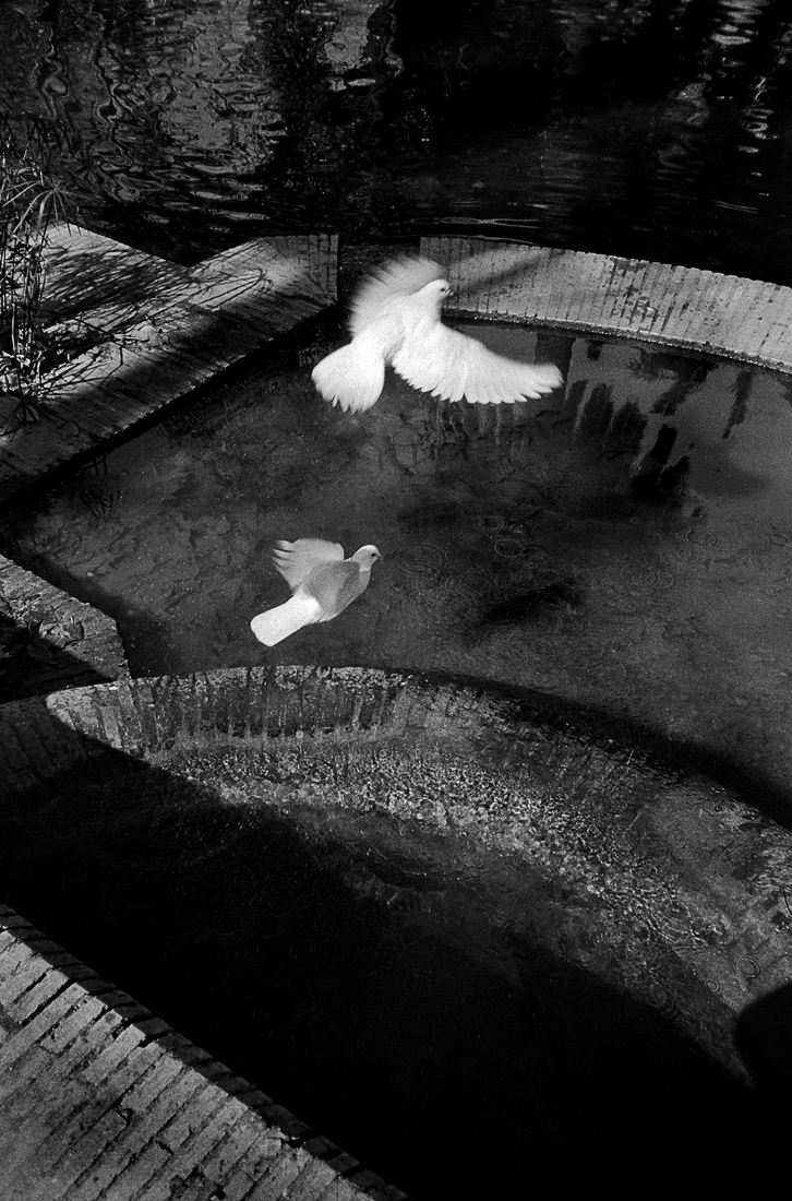 Prosophos Film Contest 1