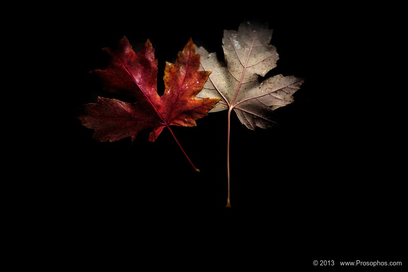 The colour transfusion