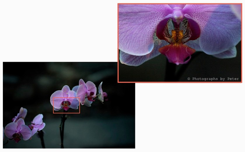 test-shot-2-orchids