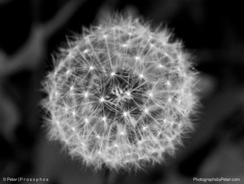 Dandelion 100% crop
