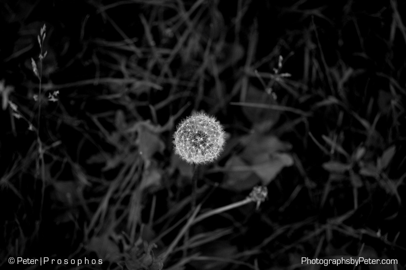 Dandelion