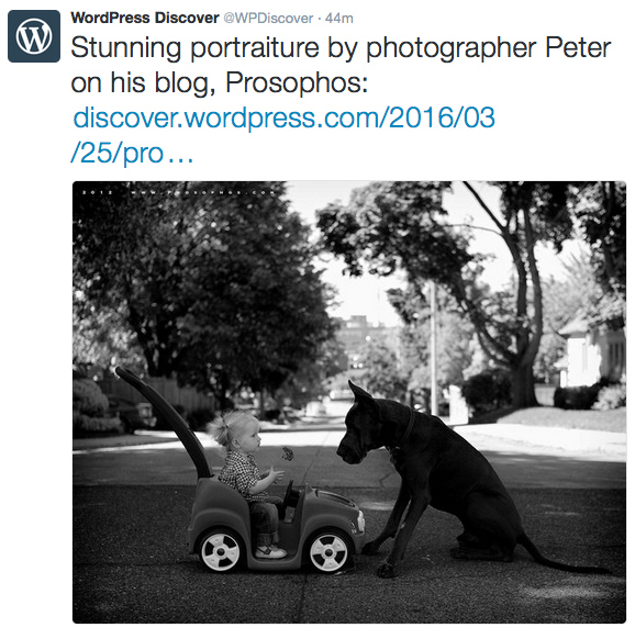 Thank you WordPress (Prosophos - Editor's Pick)