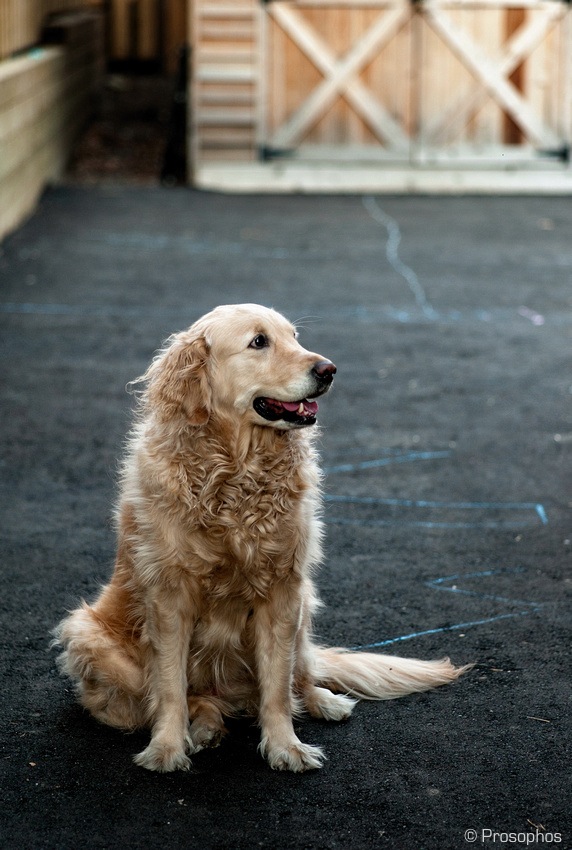 Prosophos - M8 and 75 Summarit (1)