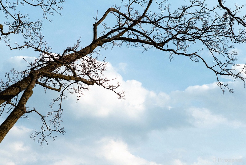 Prosophos - M8 and 75 Summarit (3)