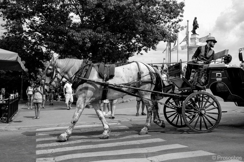 Horse and Carriage (Quebec City)