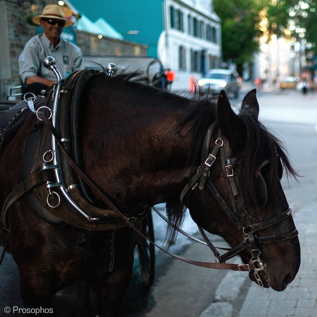 Horseman (Quebec City)