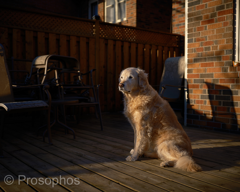fresh-honey-prosophos-fuji-fujifilm-gfx-100s-gf-50mm-f3.5.