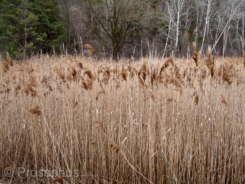 Sunday 1 - Prosophos - Fuji Fujifilm GFX 100S - GF 50mm f3.5