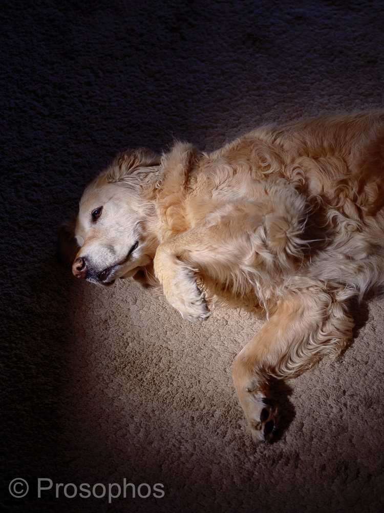 Attendtion-Seeking Honey - Prosophos - Fuji Fujifilm GFX 100S - GF 50mm f3.5.