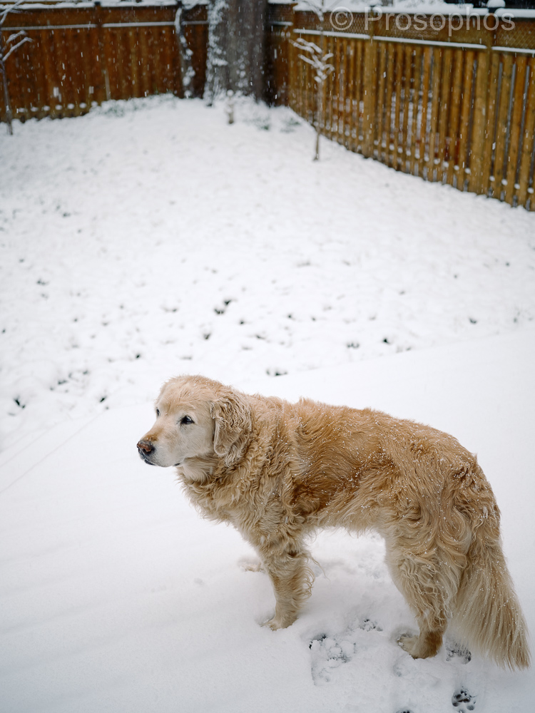 Springtime in Toronto, 2 - Prosophos - Fuji Fujifilm GFX 100S - GF 50mm f3.5.