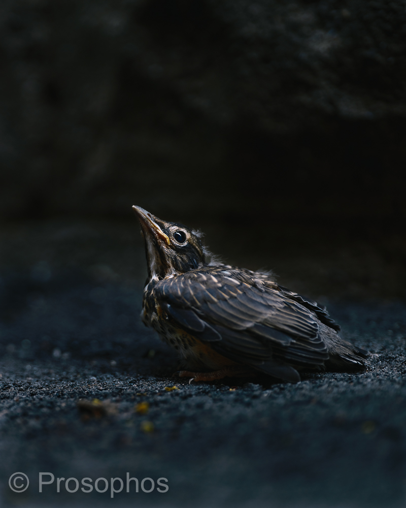 Baby Robin - Prosophos - Fuji Fujifilm GFX 100S - GF 110mm f2