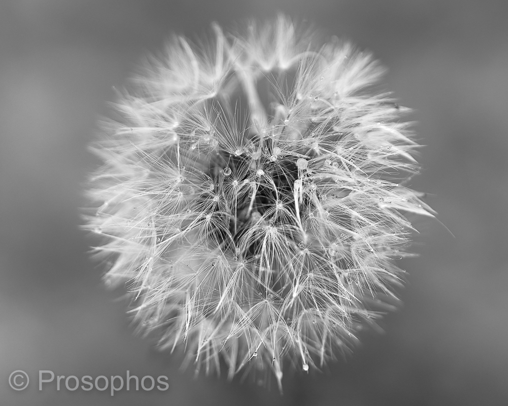 Dandelion - Prosophos - Fuji Fujifilm GFX 100S - GF 110mm f2