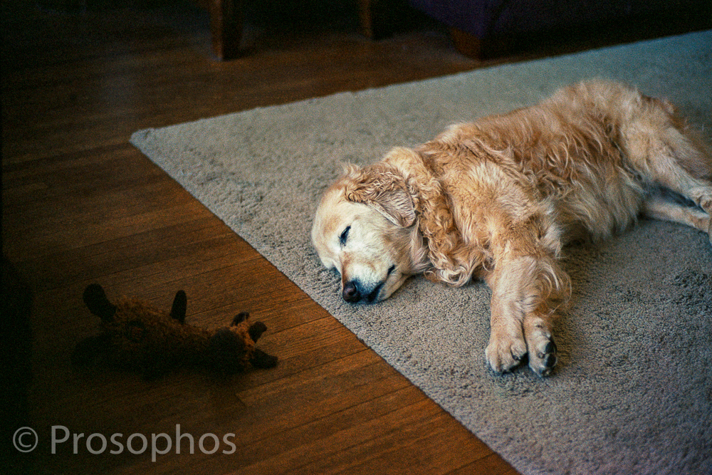 Honey Dreams - Prosophos - Leica M2-R -Voigtlander 50mm Nokton 1.5 - Kodak Portra 400
