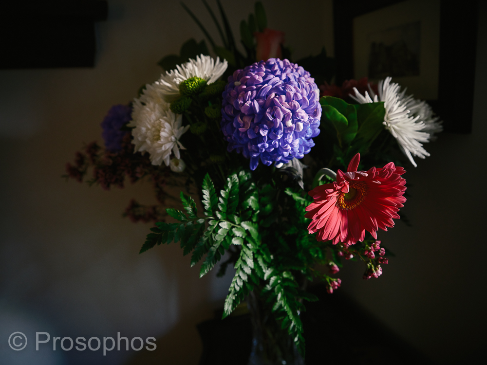 Mother's Day - Prosophos - Fuji Fujifilm GFX 100S - GF 32-64mm f4