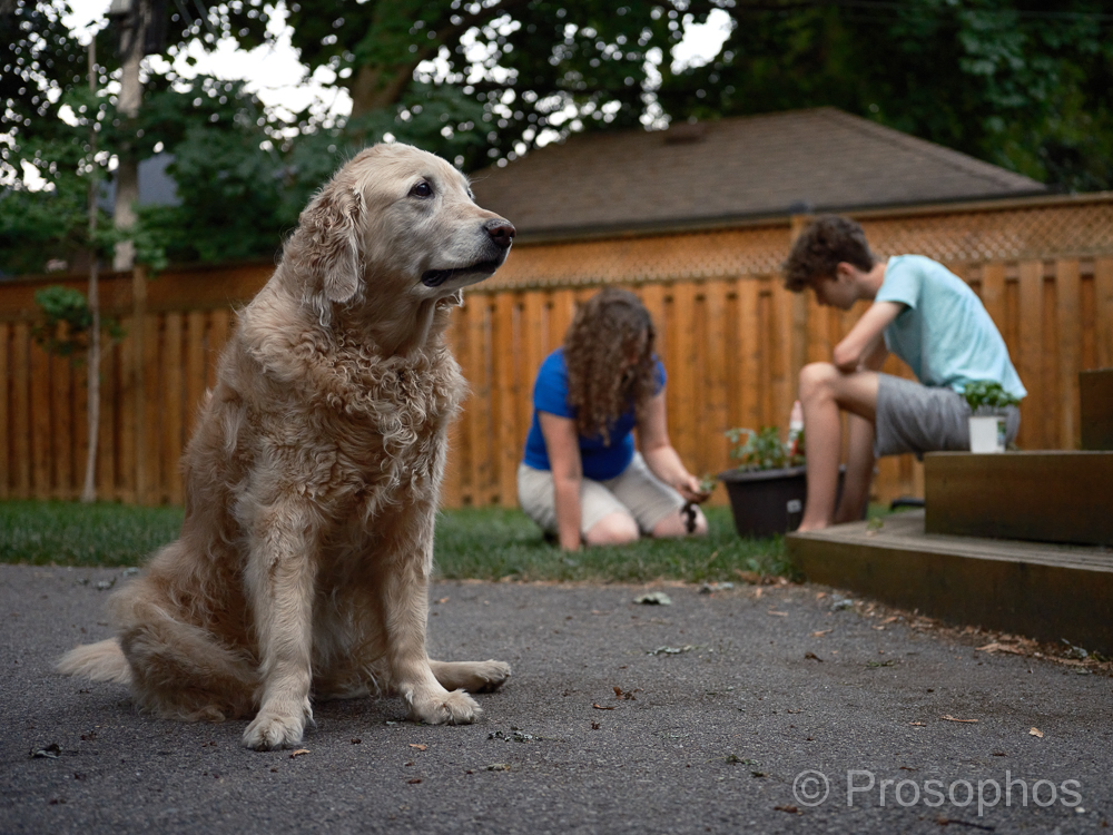 Honey Potters, 1 - Prosophos - Fuji Fujifilm GFX 100S - GF 50mm f3.5