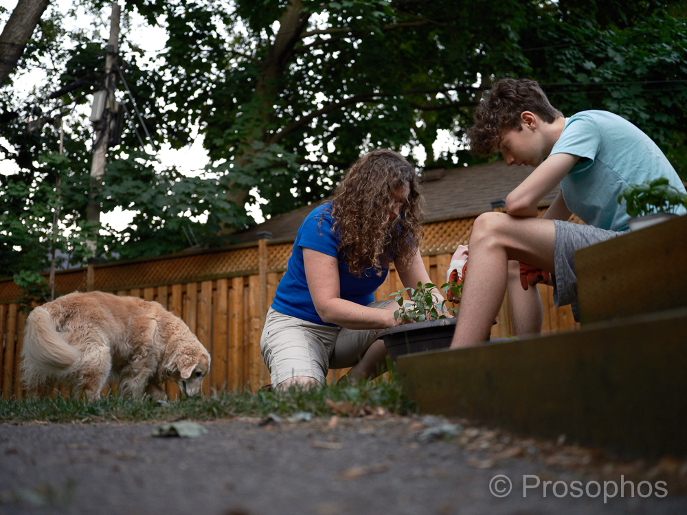 Honey Potters, 2 - Prosophos - Fuji Fujifilm GFX 100S - GF 50mm f3.5