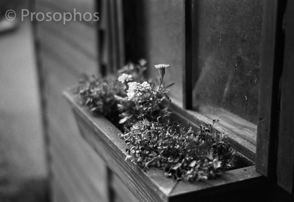 "Momentos of a Gloomy Day at Home, 1" - Prosophos - Leica M3 - Voigtlander 50mm Nokton 1.5 II - Kodak Tri-X 400